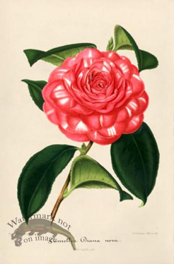 Camellias